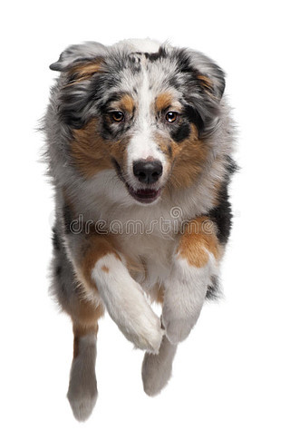 澳大利亞牧羊犬狗跑來檢索一個玩具